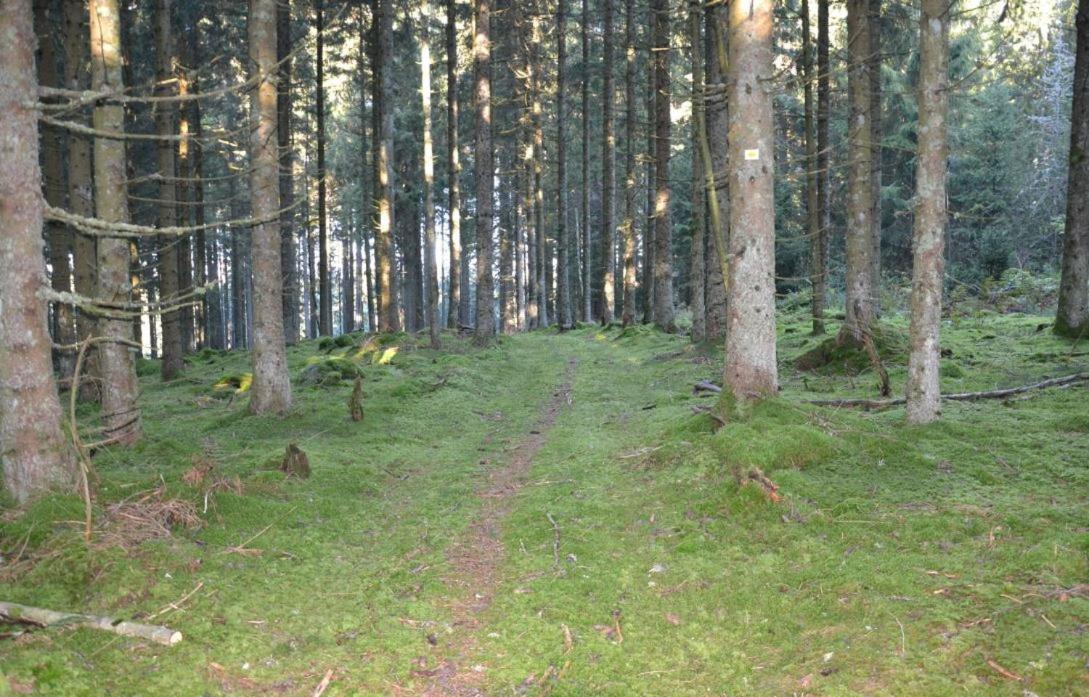 Living Timeless- Black Forest Style- Schoenwald Exteriér fotografie